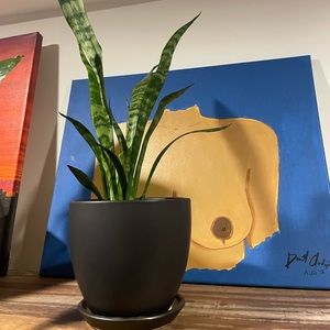 Snake Plant in Black Ceramic Pot